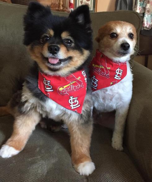 Jacksonville Bark for Your Park supporter Karen Bennett submitted this photo of Cardinal fans Zeke and Barley. 'They want a dog park to run around in and make new friends.'